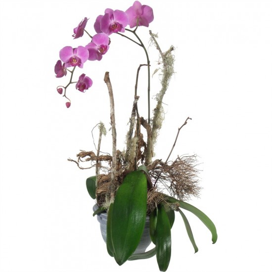 Szlachetna Orchidea
