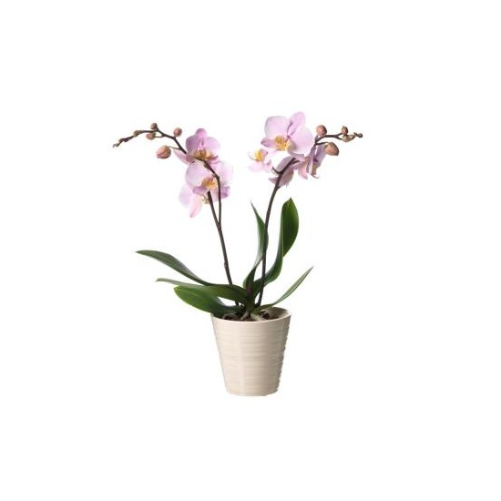 Single plant Phalaenopsis, pink