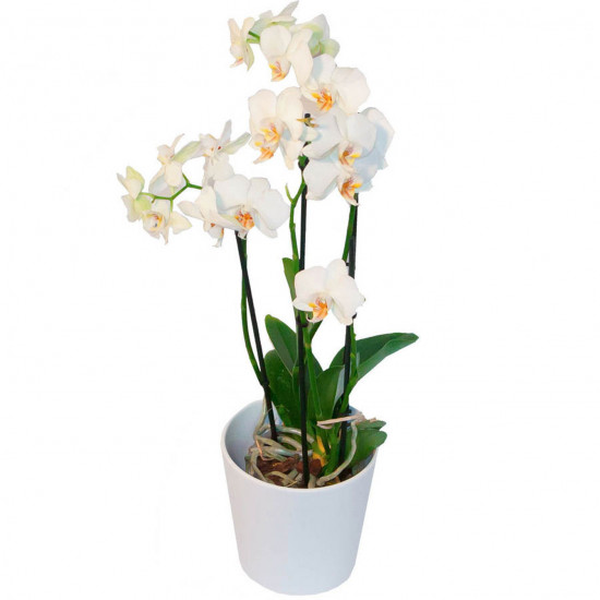 Phalaenopsis in a pot
