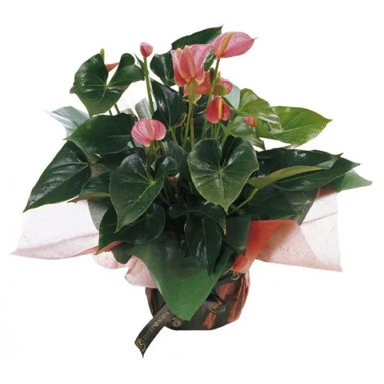 anthurium