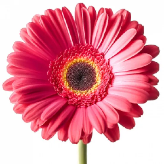 Gerbera