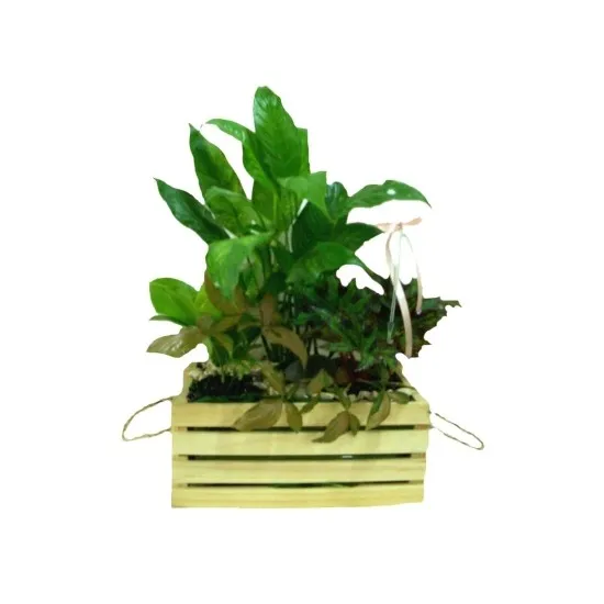 Plants Arrangement