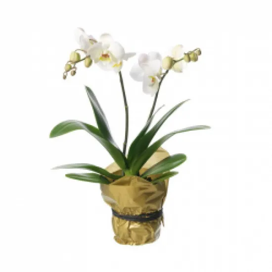 Single plant Orchid, white
