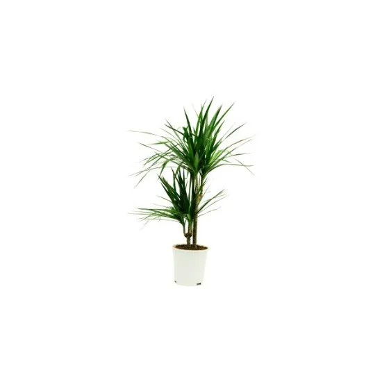 Dracaena