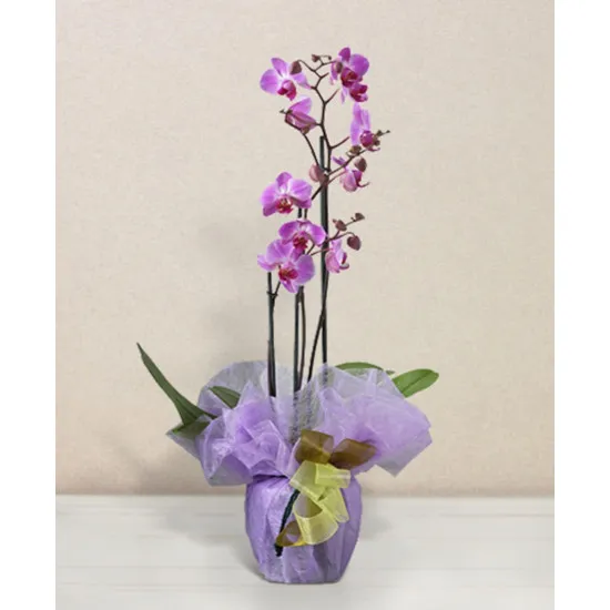 Pink phalaenopsis orchid