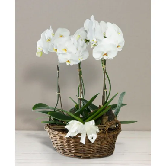Basket with orchids