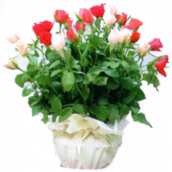 Kompozycja z róż w koszu