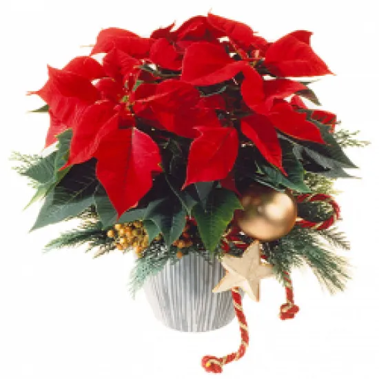 Christmas Star