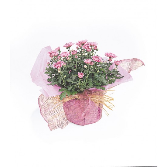 Bouquet SG431