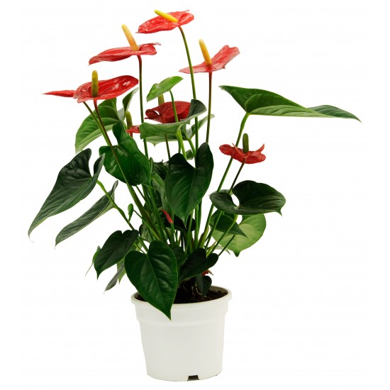 Anthurium in RED - if substituted pls as similar as possible