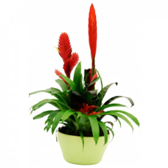 Bromelias 