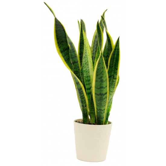 Sansevieria in ceramic pot/ if substituted pls as similar as poss