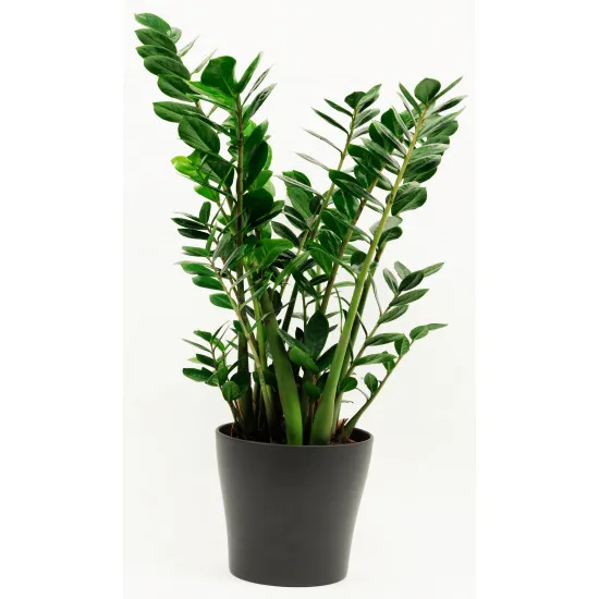 Zamioculcas 