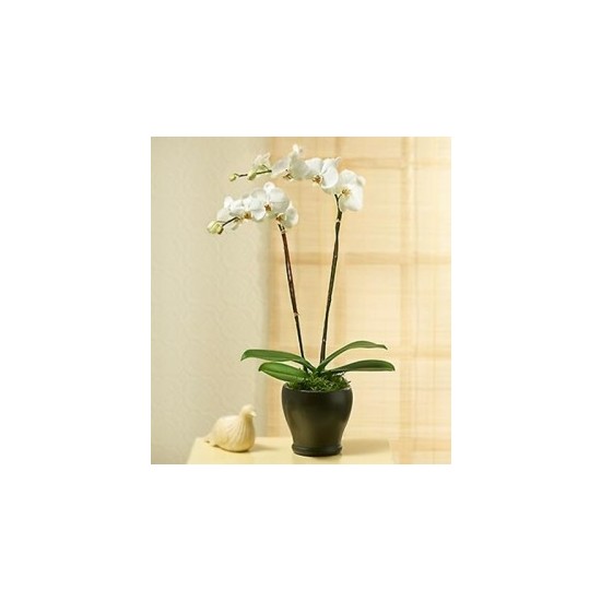 PHALEONOPSIS ORCHID PLANT IN POT WITH TWO STEMS
