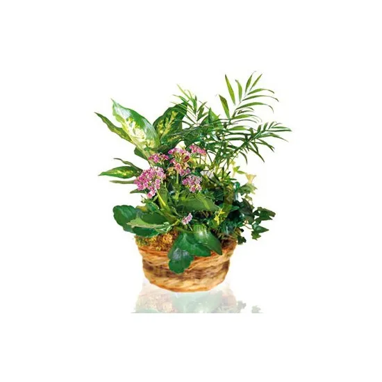 Arrangement of Plants