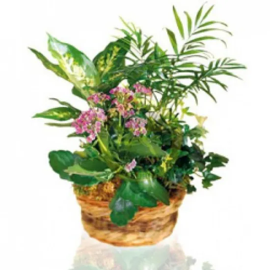 Arrangement of Plants