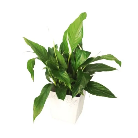 Spathiphyllum in ceramic vase (Subject to availability)
