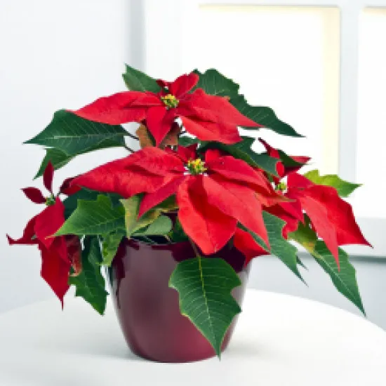 Poinsettia Plant