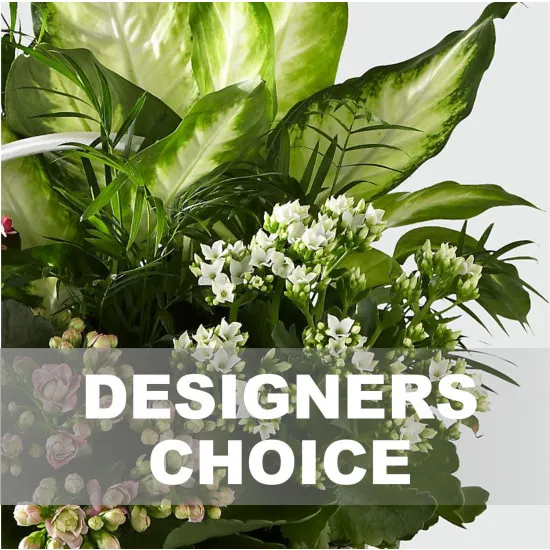 Roślina w okrągłej doniczce