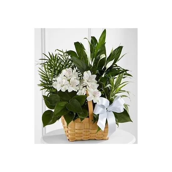 C23-4454 Peace & Serenity™ Dishgarden