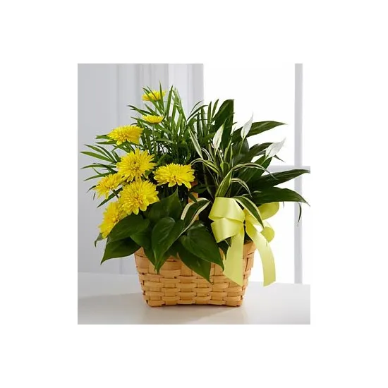 C27-4527 Loving Light™ Dishgarden