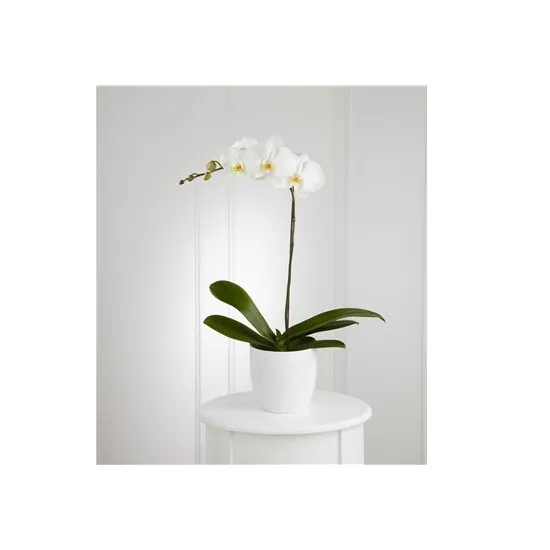 White Orchid Planter