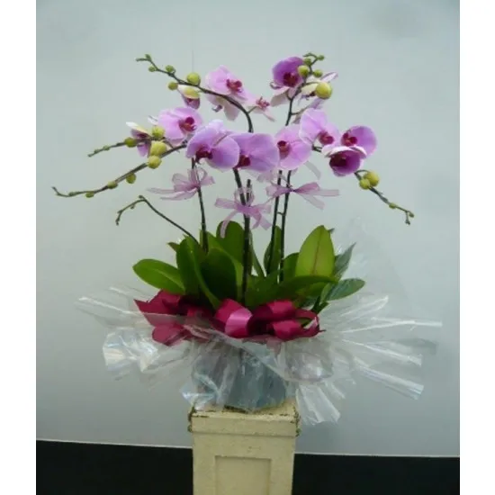 5 storczyków w doniczce 