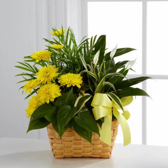 Loving Light™ Dishgarden