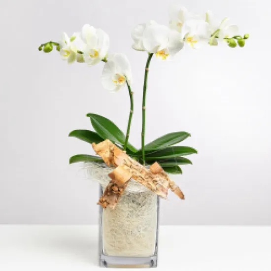 White orchid in vase