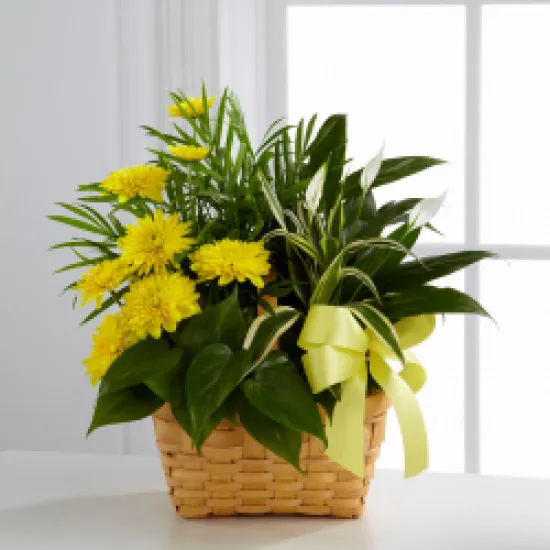 Bukiet Loving Light Dishgarden