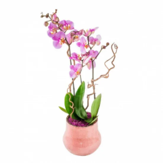 Magia orchidei