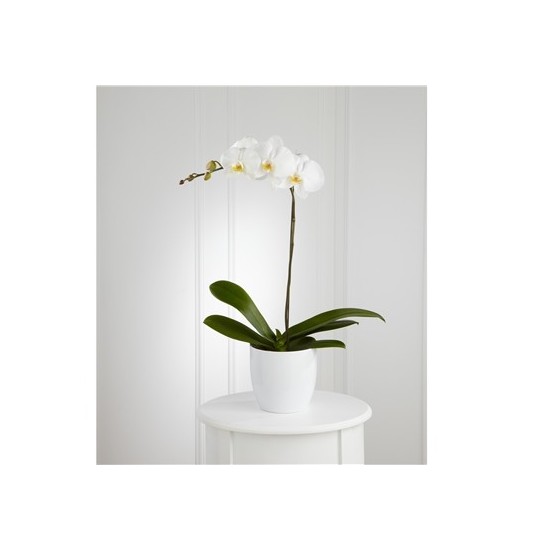 Biała orchidea w doniczce