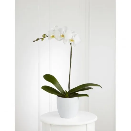 Orchidea