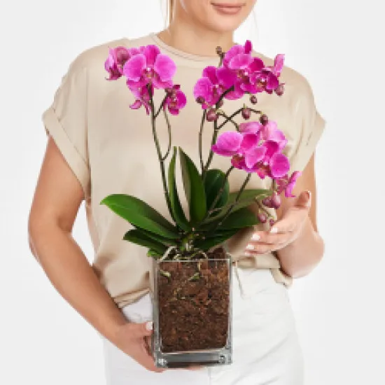Różowa orchidea w wazonie