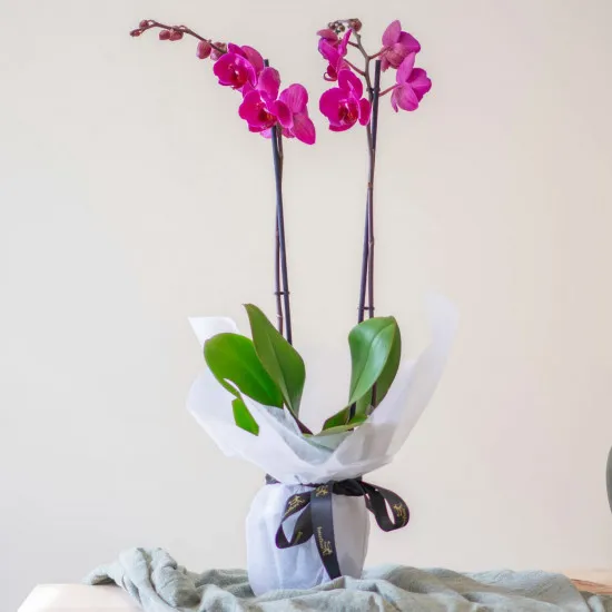 Orchidea