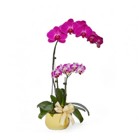 Orchidea Phalaenopsis