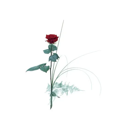 Single flower - Red rose