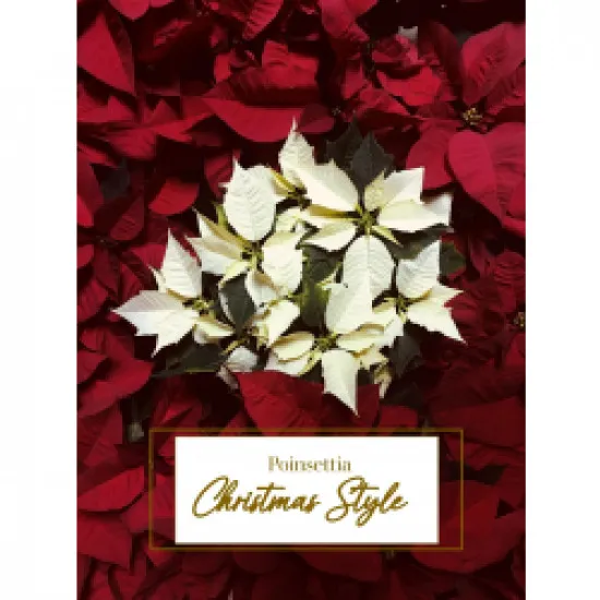 Czerwona poinsecja