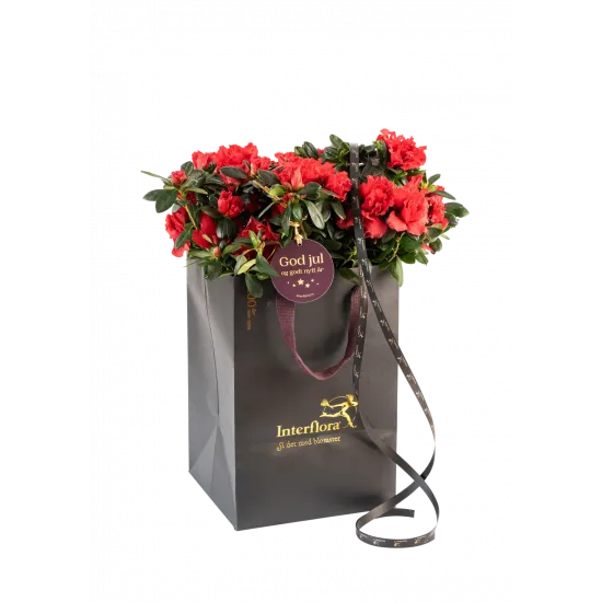 Kompozycja Shimmering Red