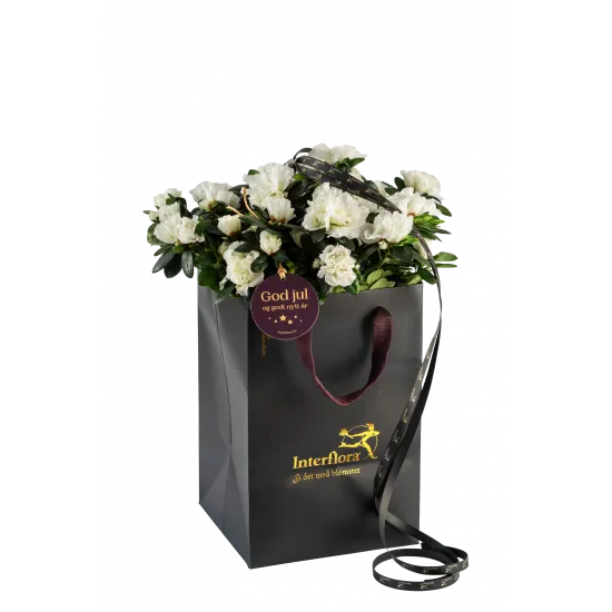 Kompozycja Shimmering White