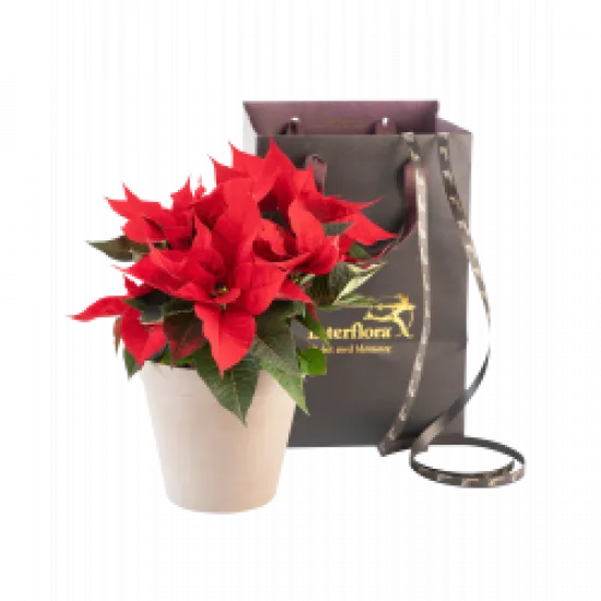 Poinsecja Christmas Tradition Red