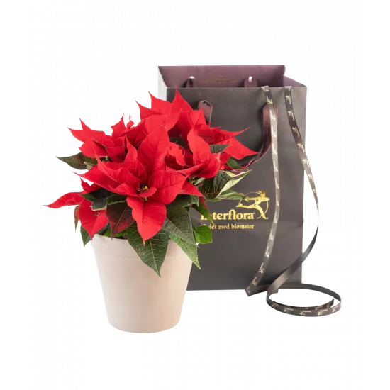 Poinsecja Christmas Tradition Red