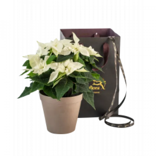 Poinsecja Christmas Tradition White