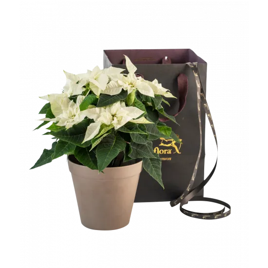 Poinsecja Christmas Tradition White