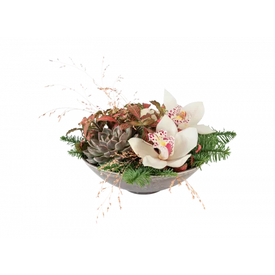 Kompozycja Orchid Fantasy
