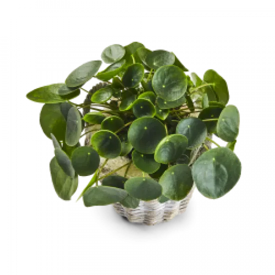 Pilea