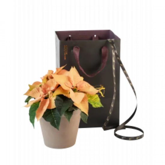 Pink Star of November