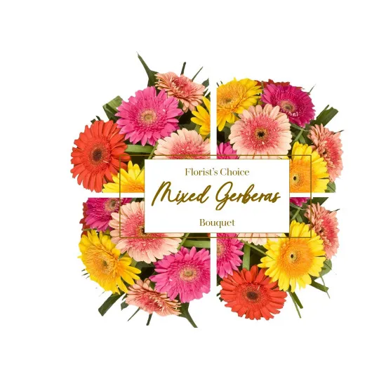 Gerbera
