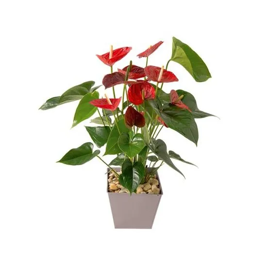 Anthurium