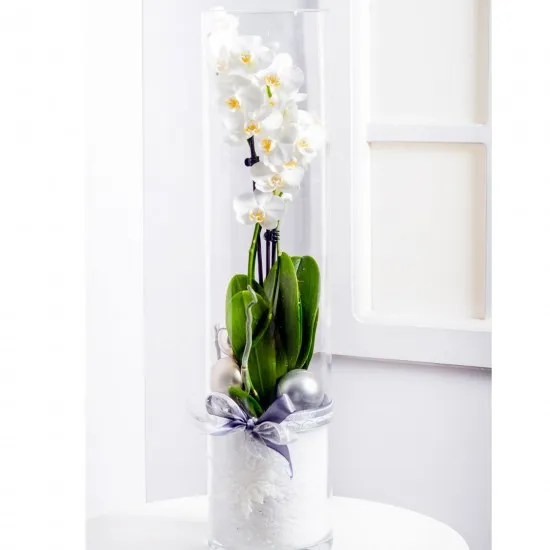 Modern Christmas Arrangement with Phalaenopsis